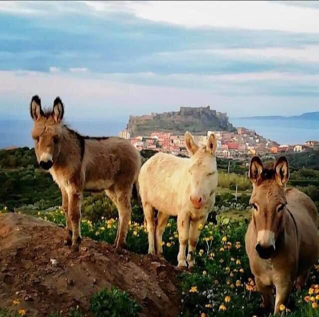 Vittoria Paradise It Castelsardo Sardegna Exterior foto